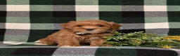 Cockapoo dogs for sale: Bryson 9 lbs Full Grown - Ad 3