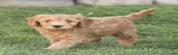 Mini Goldendoodle dogs for sale: Luke Miniature Goldendoodle  - Ad 3