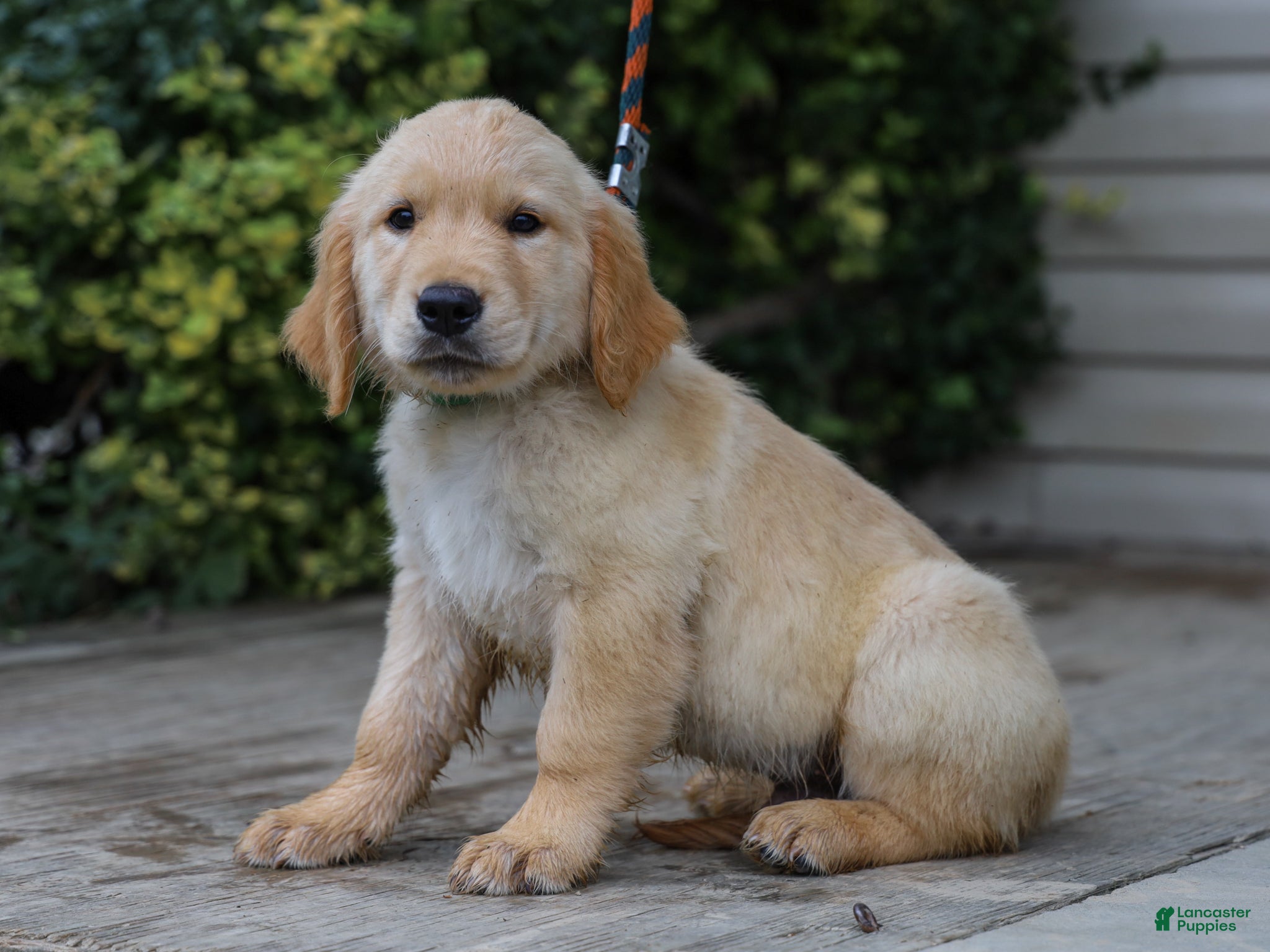 Golden Retriever dogs Alva ACA Golden Retriever Pup - Ad 1