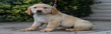 Alva ACA Golden Retriever Pup