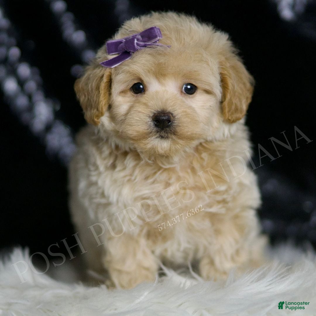 Maltipoo dogs Tilly - Ad 1