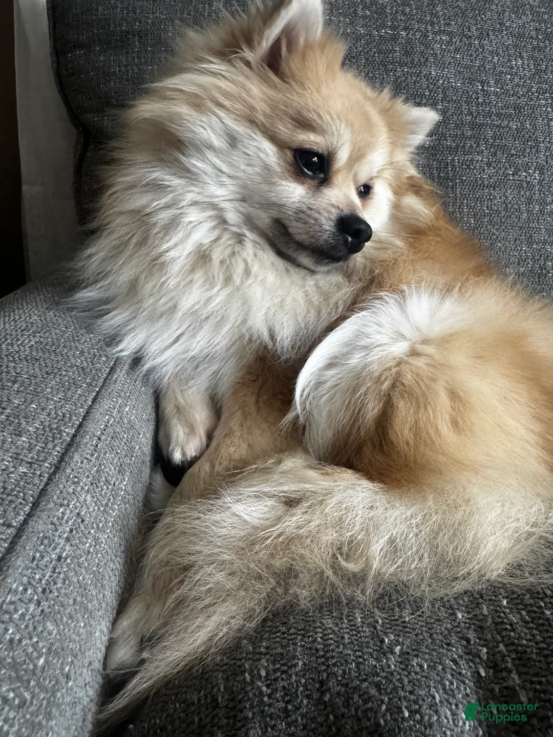 Pomeranian dogs for sale: Pomeranian 1 - Ad 11