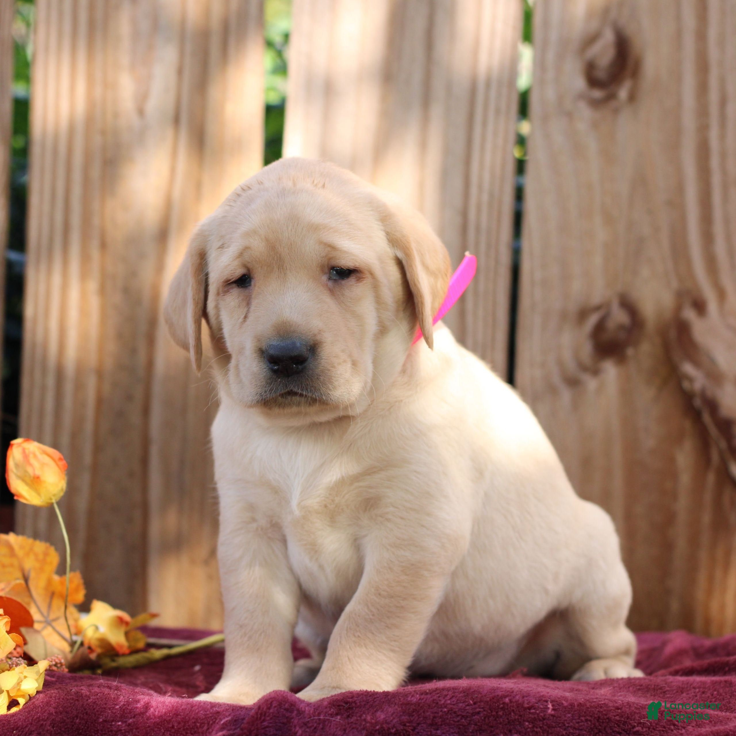 Labrador Retriever dogs Rosy  - Ad 1