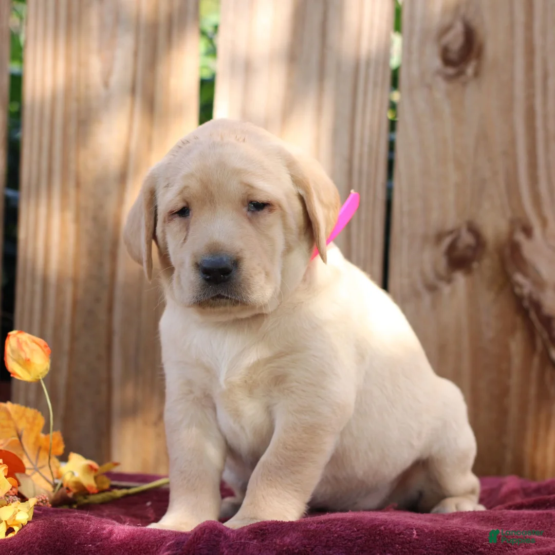 Labrador Retriever dogs for sale: Rosy  - Ad 1