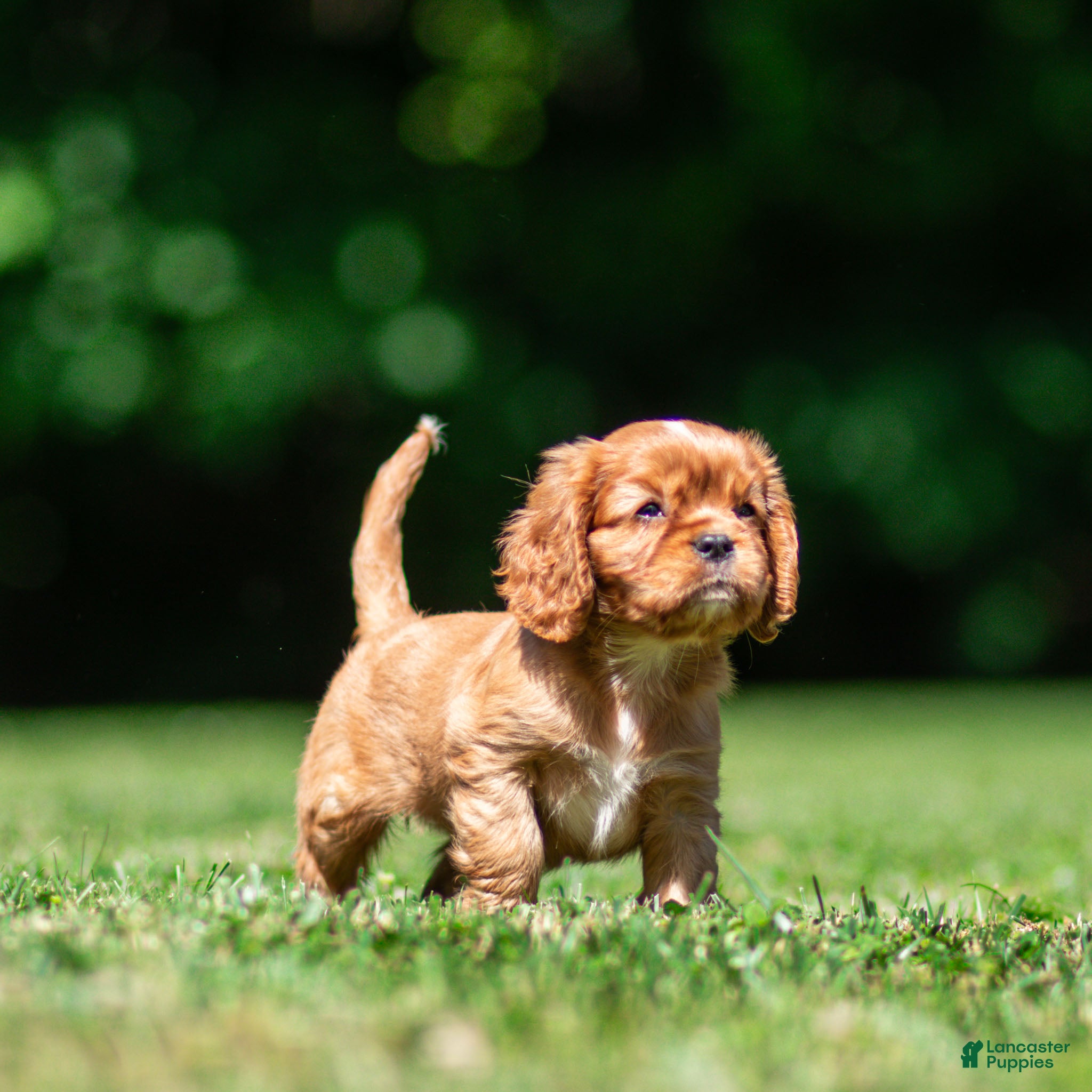 Cavalier King Charles Spaniel dogs Violet Cavalier King Charles Spaniel  - Ad 2