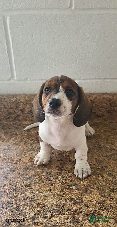 Miniature Dachshund dogs Duke - Ad 1