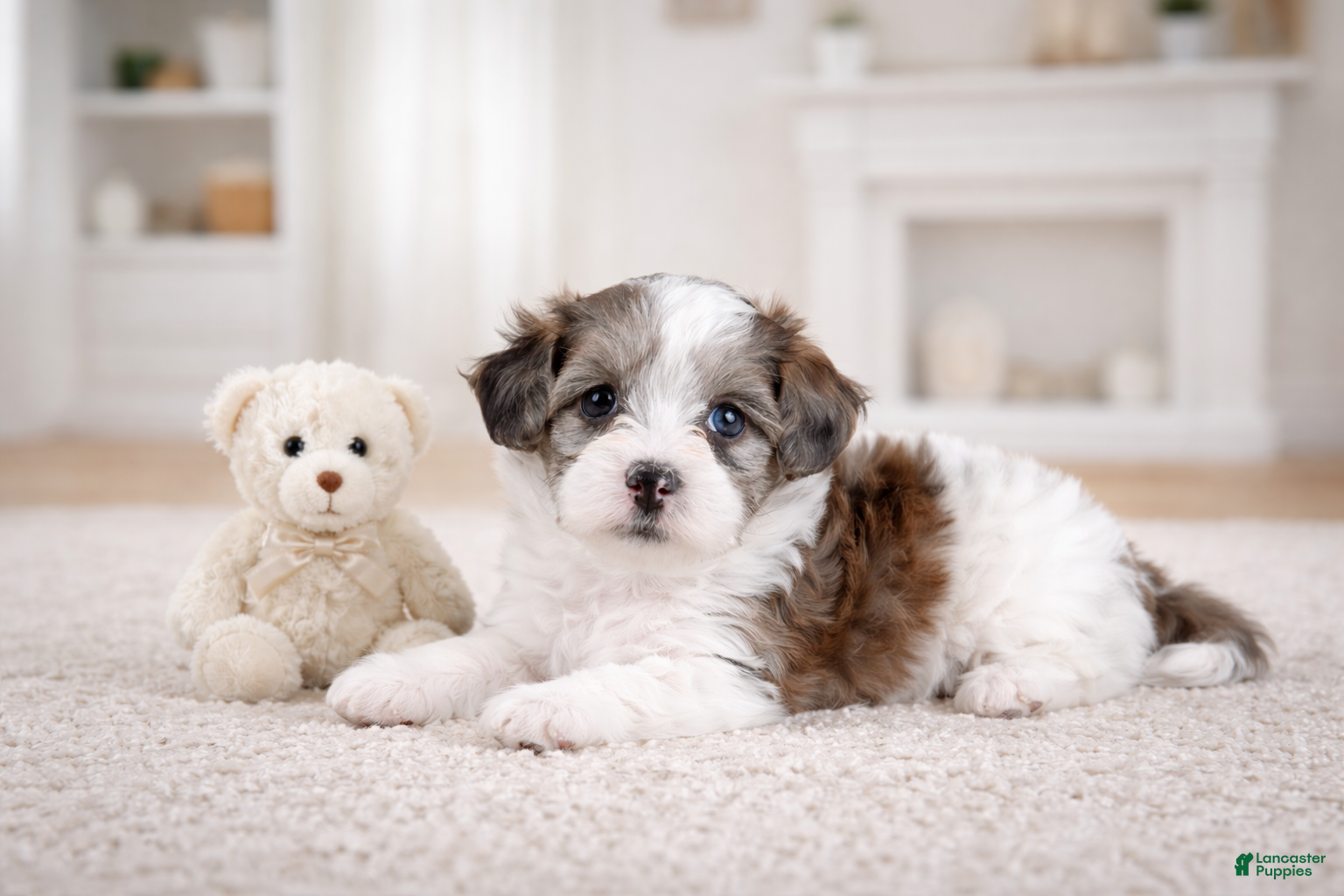 Maltipoo dogs LILLY - Ad 2