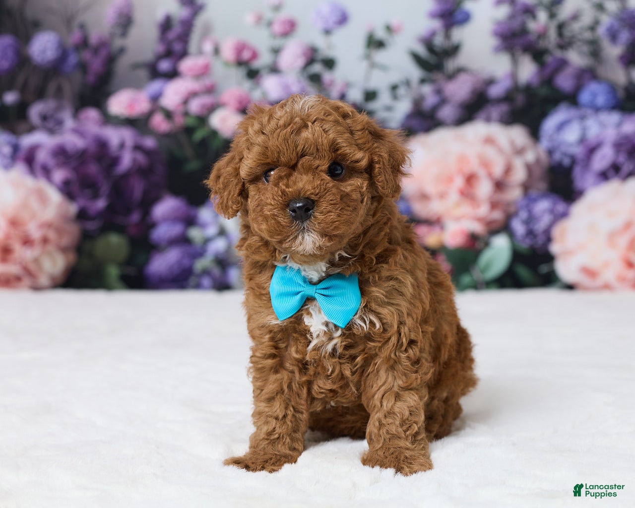 Miniature Poodle dogs Toby - Ad 1
