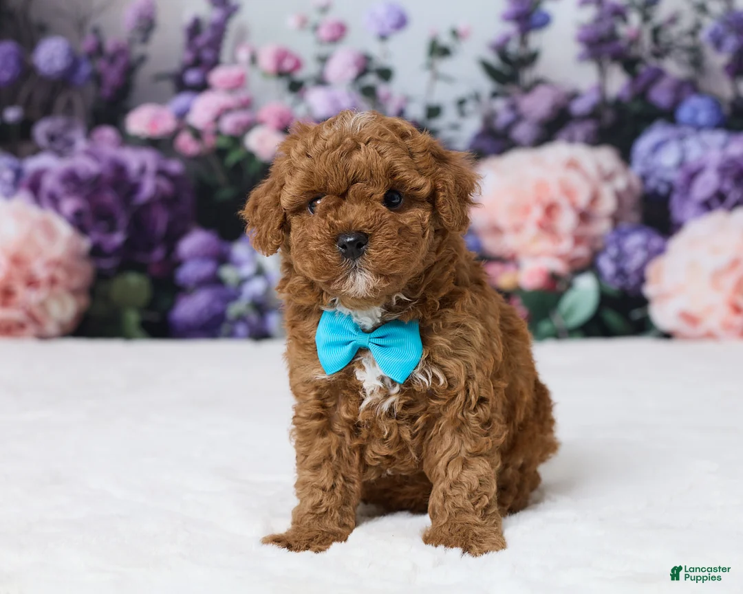 Miniature Poodle dogs for sale: Toby - Ad 1