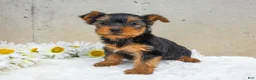 Yorkshire Terrier dogs for sale: Jazzy - Ad 3