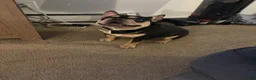 French Bulldog dogs for sale: French Bulldog 1 Aj - Ad 16