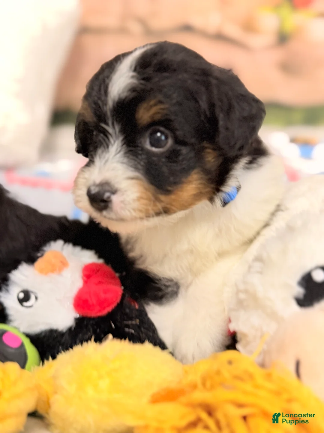 Mini Aussiedoodle dogs for sale: Dale - Ad 2