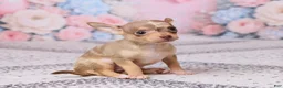 Chihuahua dogs for sale: Betzie - Ad 4