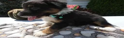 Mixed Breed dogs for sale: Mixed Breed 4 Leo - Ad 4