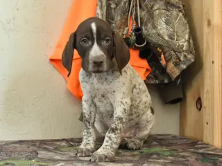 German Shorthaired Pointer dogs Flint - Ad 8