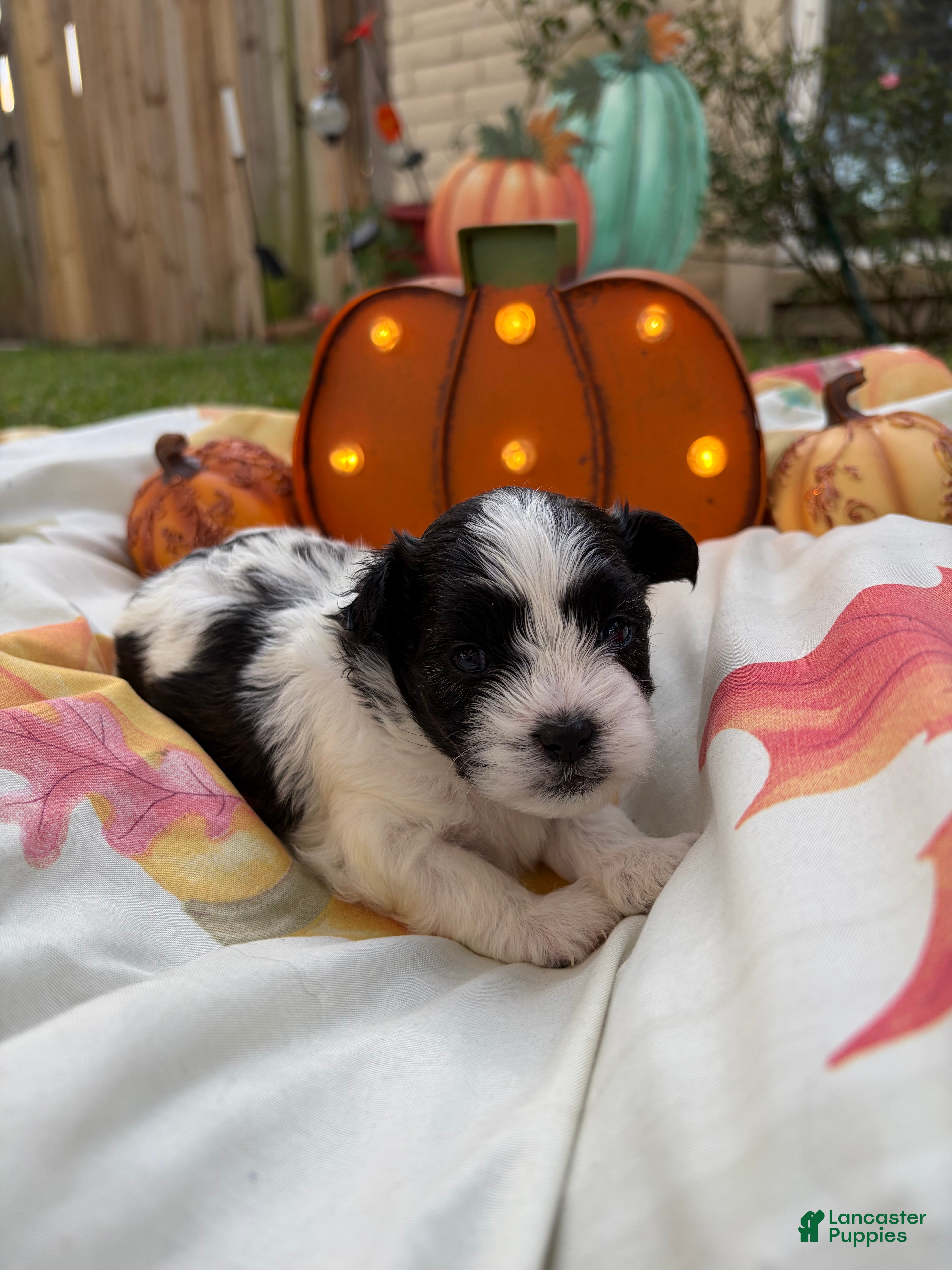 Mixed Breed dogs for sale: Mixed Breed 2 - Ad 15