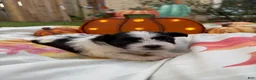 Mixed Breed dogs for sale: Mixed Breed 2 - Ad 1