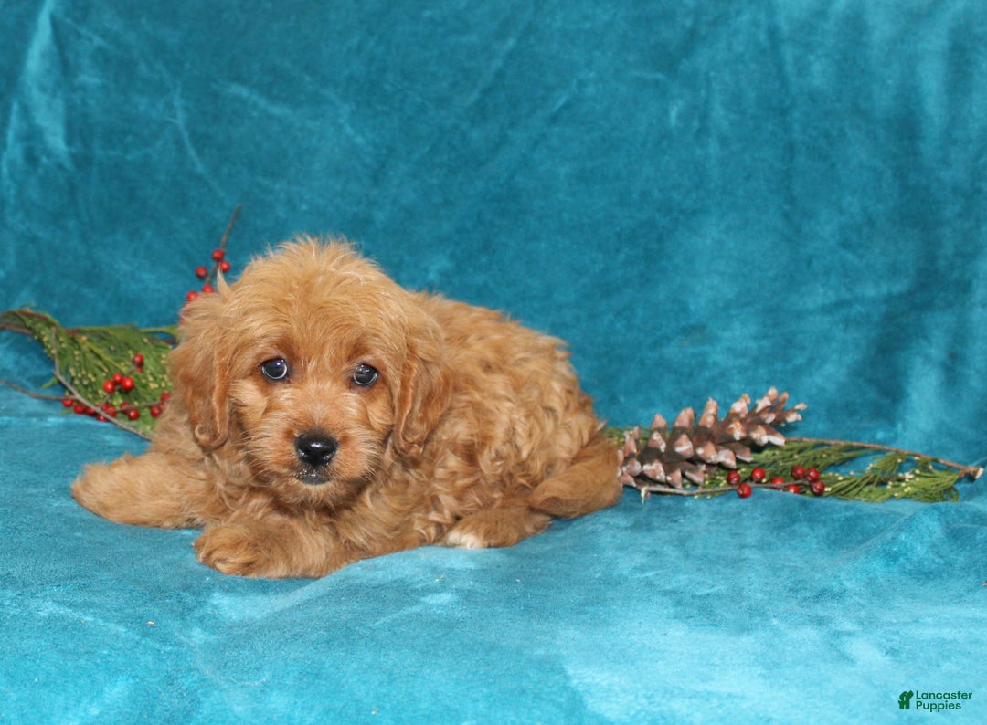 Mini Goldendoodle dogs for sale: Twinkles  - Ad 2