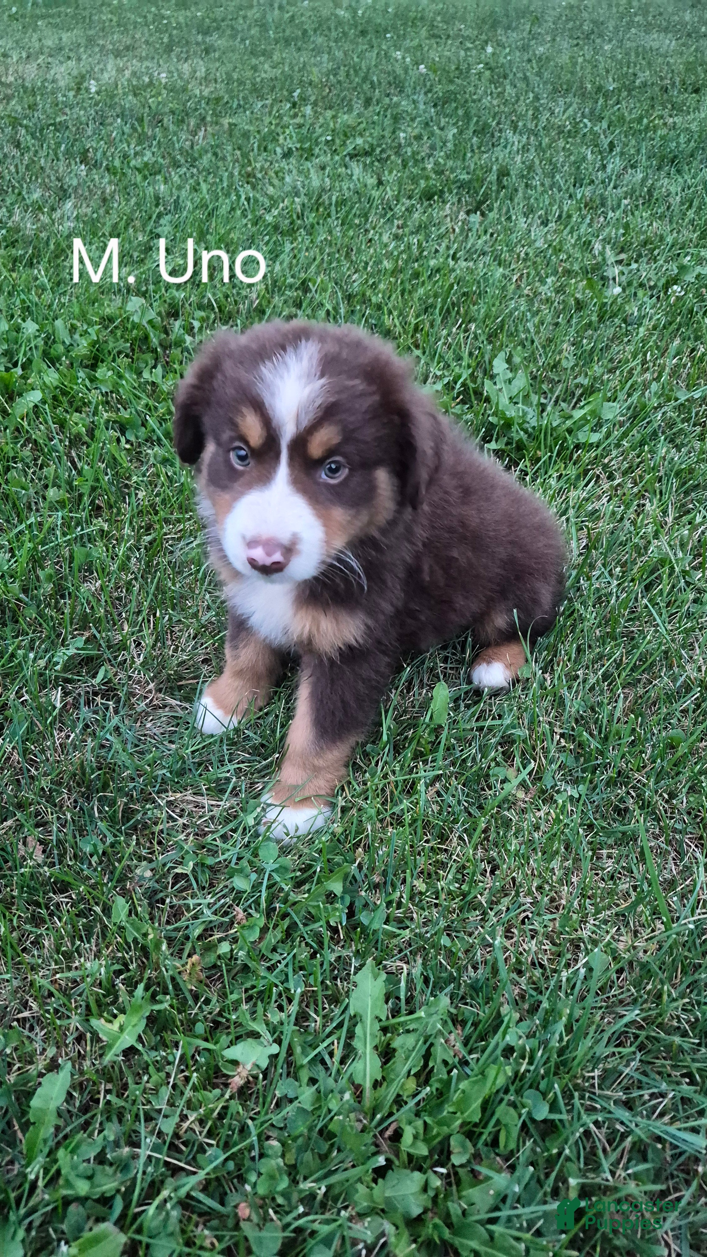 Australian Shepherd dogs Uno, A.S. 2 - Ad 1