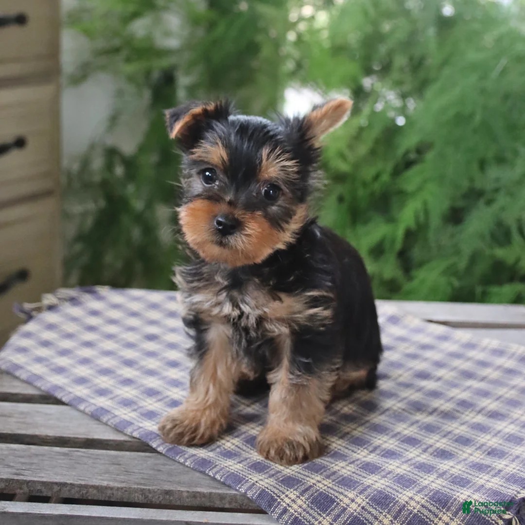 Yorkshire Terrier dogs for sale: Rover - Ad 5