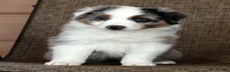 Miniature Australian Shepherd dogs for sale: Blue Bell - Ad 3
