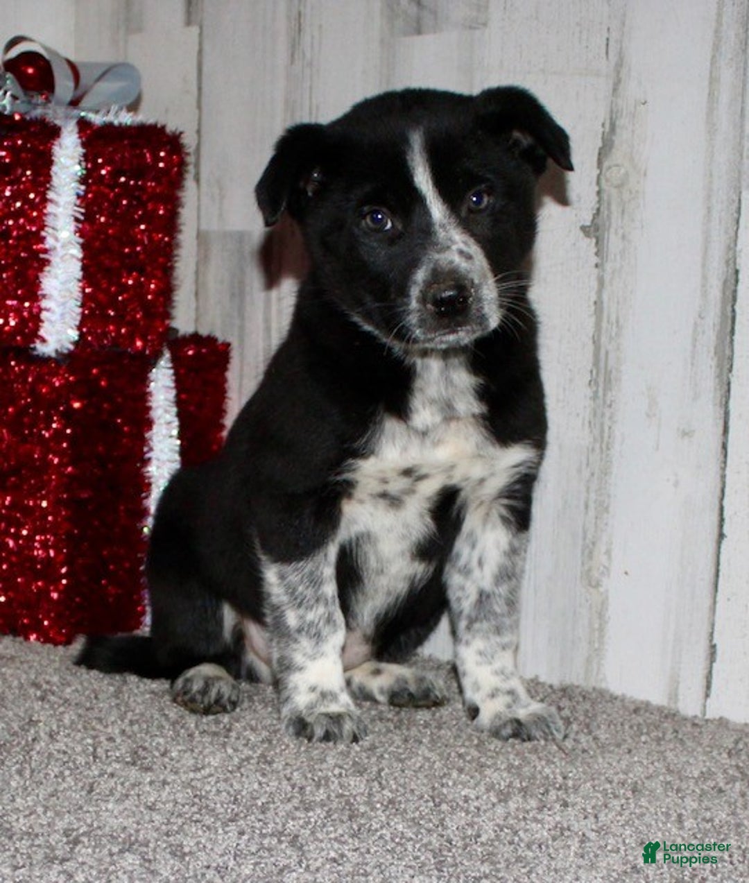 Mini Aussiedoodle dogs for sale: Mr. Jingles - Ad 3