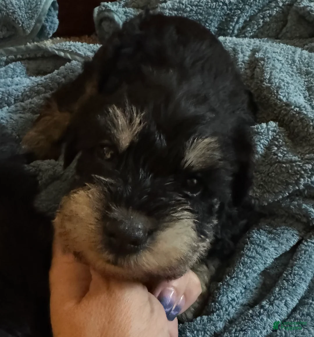 Miniature Schnauzer dogs for sale: Boy Orange - Ad 2