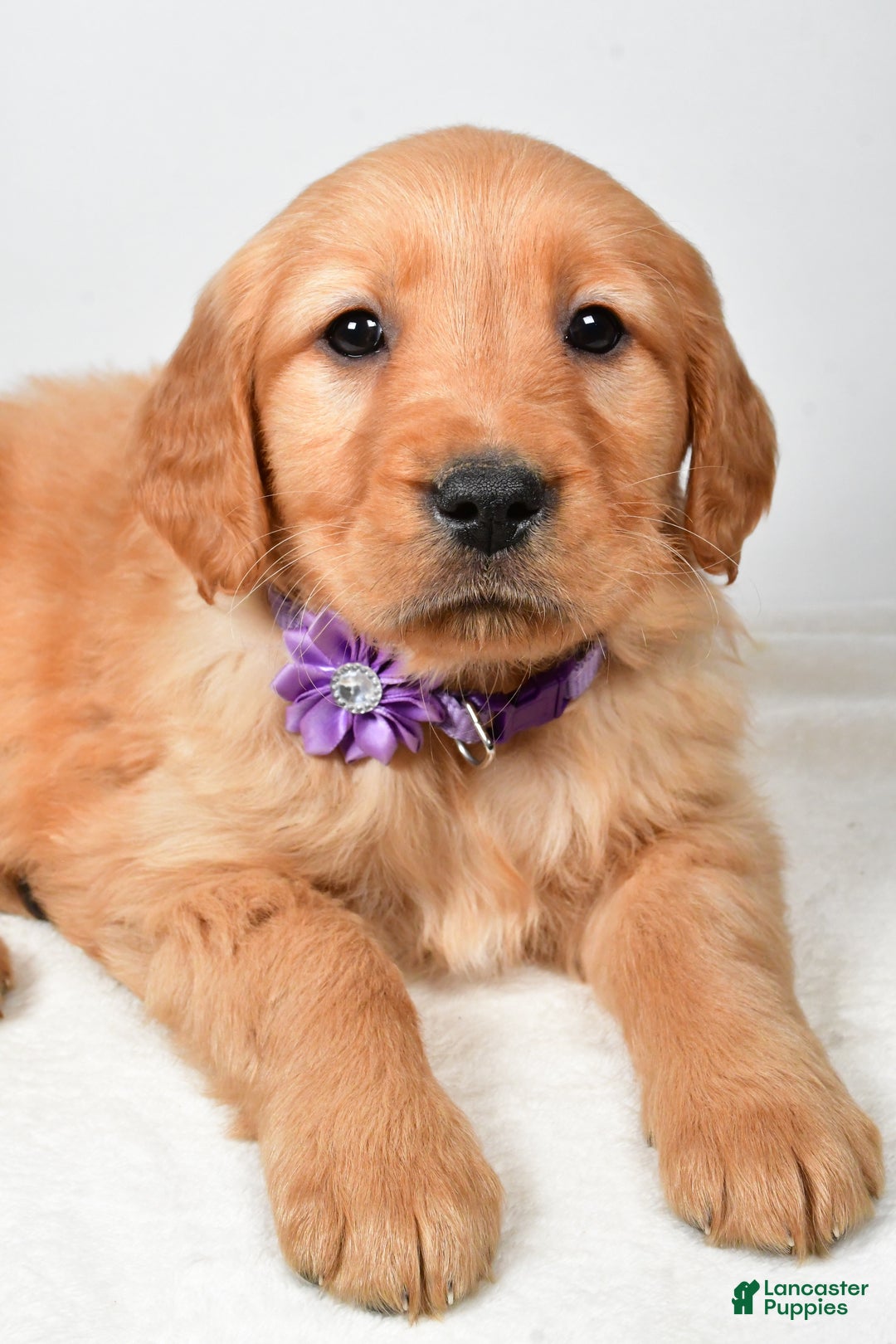Golden Retriever dogs for sale: Kenzie - Ad 2