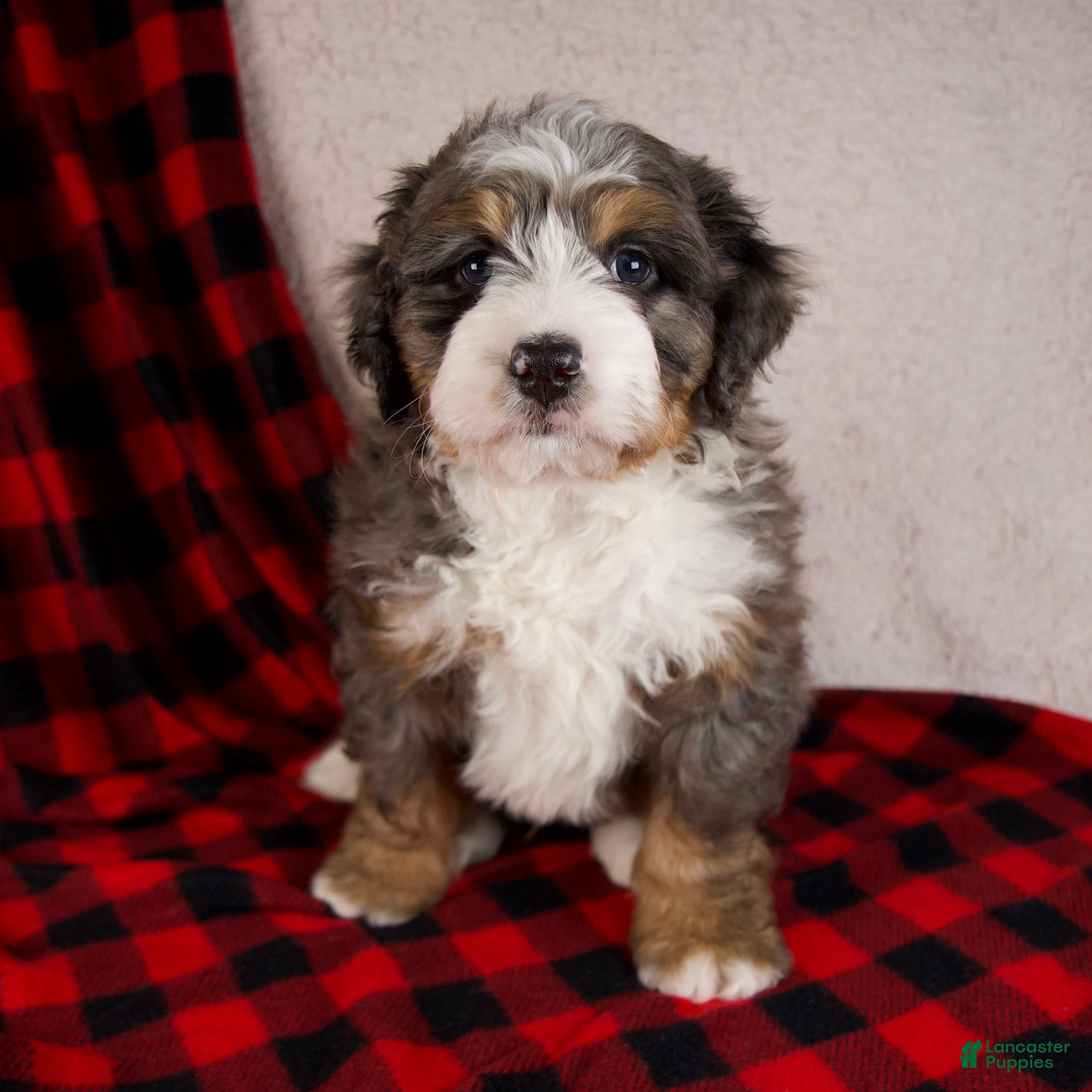 Mini Bernedoodle dogs Pudding Pop - Ad 5