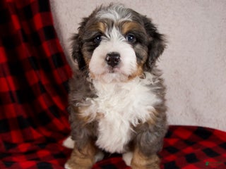 Mini Bernedoodle dogs Pudding Pop - Ad 5