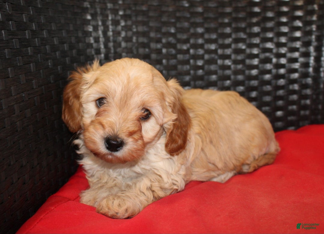 Cavapoo dogs for sale: Rudolph  - Ad 6