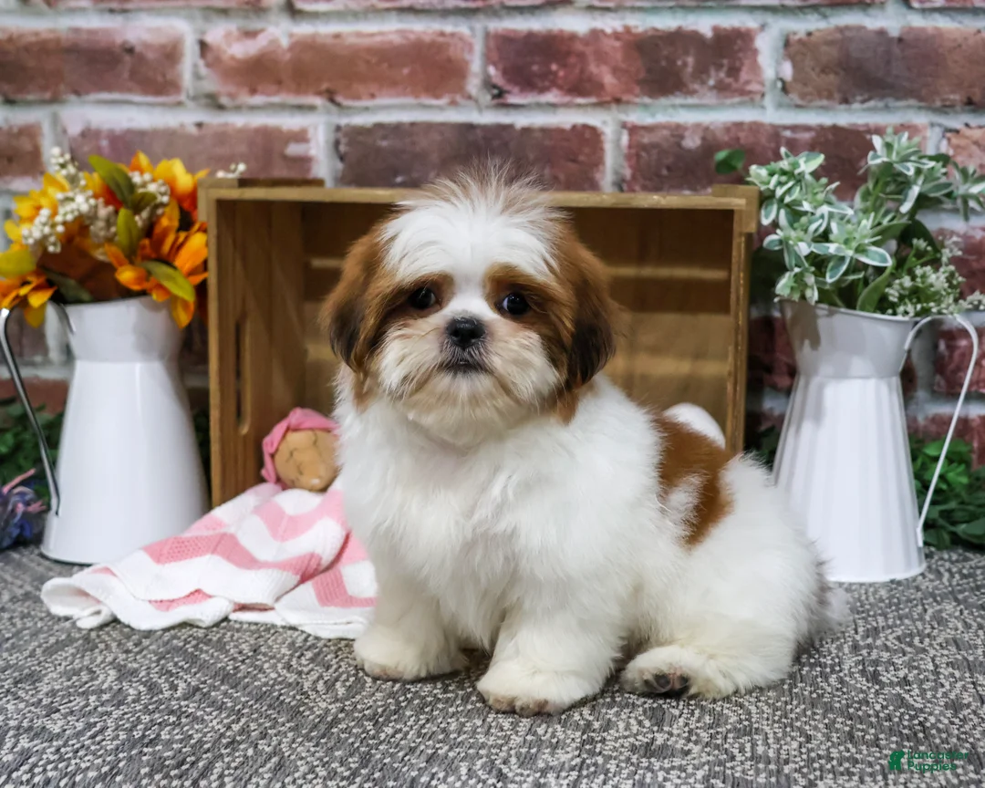 Shih Tzu dogs for sale: Dahlia - Ad 1