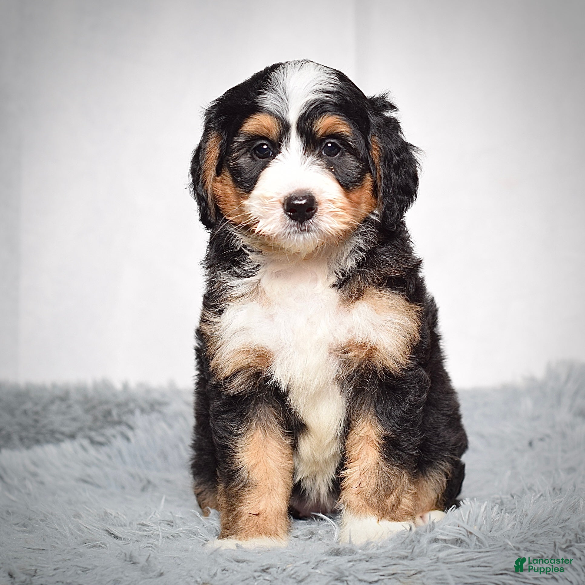 Mini Bernedoodle dogs Bailey - Ad 1