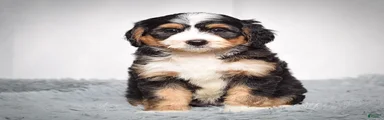 Bailey