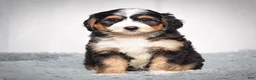 Mini Bernedoodle dogs for sale: Bailey - Ad 1