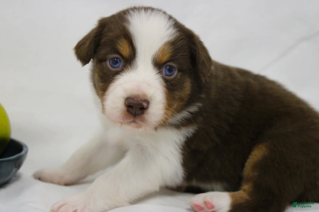 Australian Shepherd dogs for sale: Rose - Ad 4