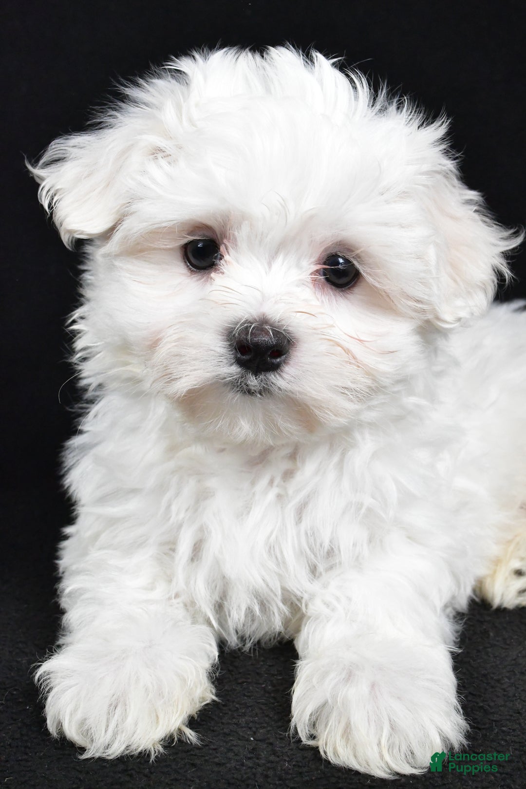 Maltese dogs for sale: Jordan - Ad 3