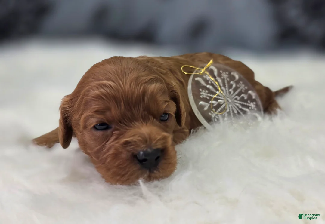 Cavapoo dogs for sale: Sleet - Ad 2