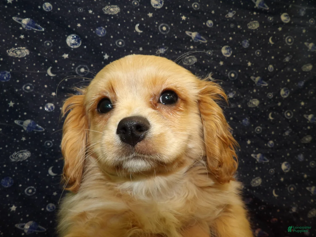 Cavachon dogs for sale: Ja Ja  - Ad 5