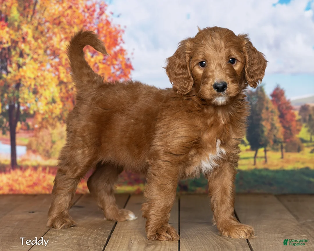 Goldendoodle dogs for sale: Teddy - Ad 2