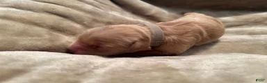 Golden Retriever 8