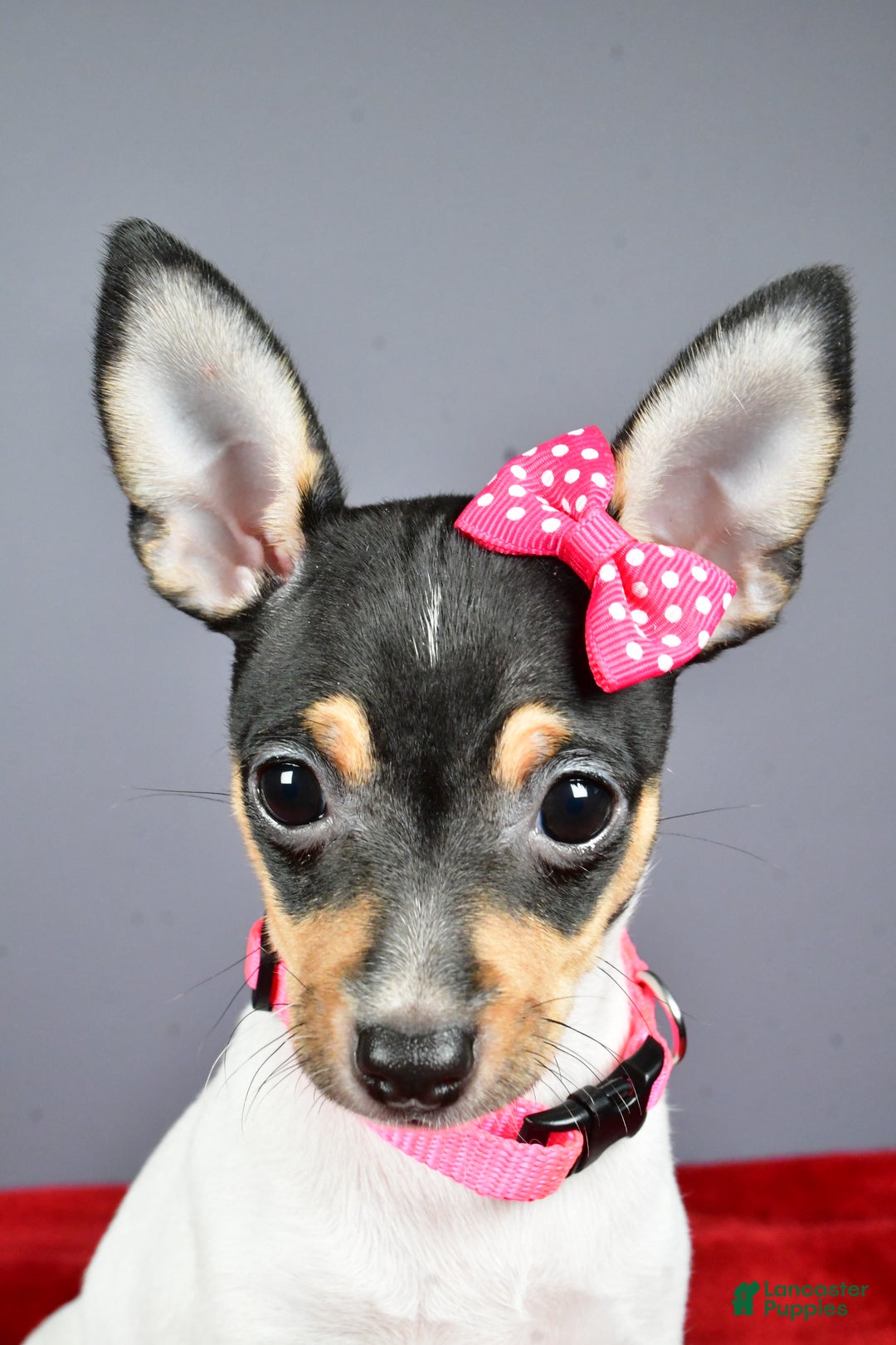 Toy Fox Terrier dogs for sale: Lexi - Ad 8