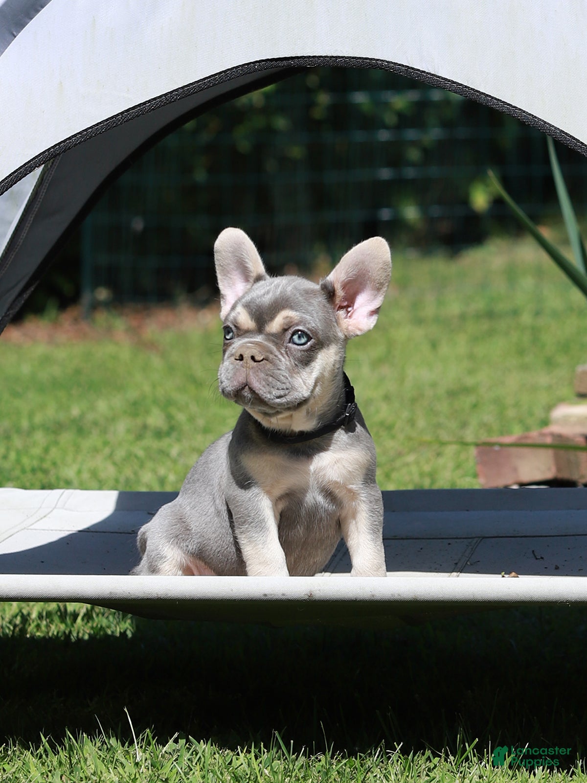 French Bulldog dogs Leroy - Ad 2