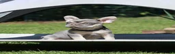 French Bulldog dogs for sale: Leroy - Ad 2