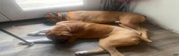 Boxer dogs for sale: Rocky - Ad 26