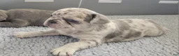 French Bulldog dogs for sale: Rocky - Ad 5