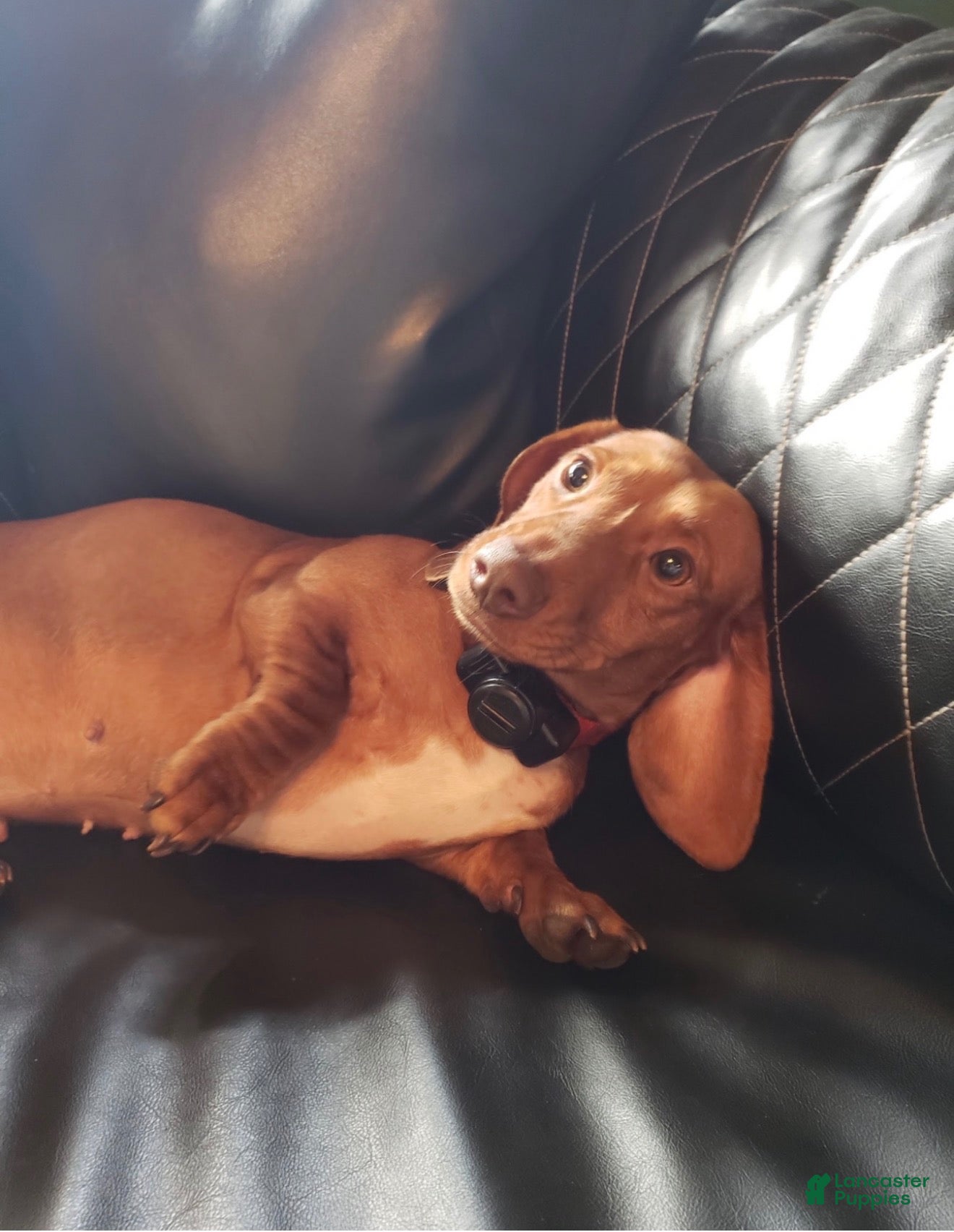 Miniature Dachshund dogs Gullum - Ad 2