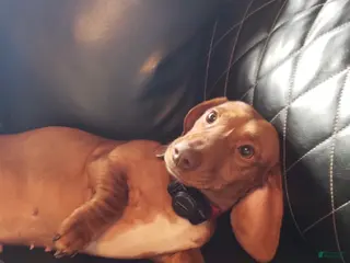 Miniature Dachshund dogs Gullum - Ad 2
