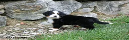 Bernese Mountain Dog dogs for sale: Bush - Ad 3