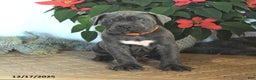 Cane Corso dogs for sale: Falala - Ad 3